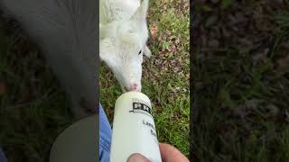 Orphan lamb, Ermalinda update. #mcgtv #mcgtube #farmhouseadventures #bottlefeeding #babylamb