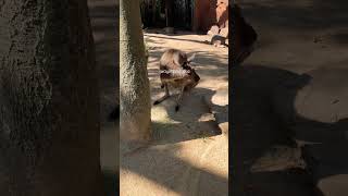 Kangaroo scratching its back while having afternoon snack 😍#shorts #sydney #australia #wildlife