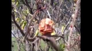 Last year rosehip berries among new leaves / Ягоды шиповника прошлого года среди новых листьев