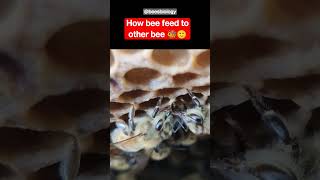 How bees give feed to their fellow Bees #shorts #honeybee #viral #shortsfeed #trendingshorts