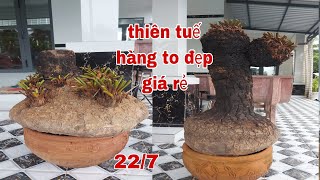 thiên tuế hàng to đẹp giá rẻ "0979309131" Cây Kiểng Quốc Cung