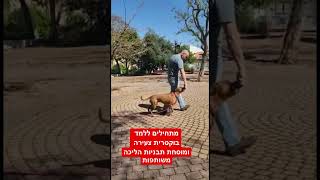 התחלת לימוד תבניות הליכה משותפות לבוקסרית