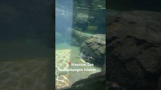 Houston Zoo’s New Exhibit! Galápagos Islands