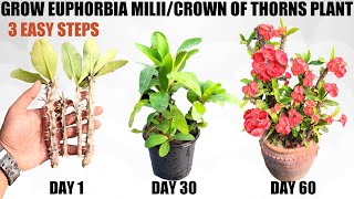 Grow Euphorbia Milii From Cuttings | EASIEST WAY