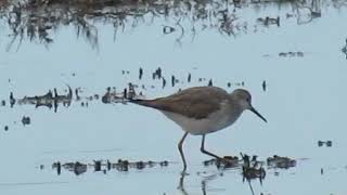 Lesser Yellowlegs at lodmoor R.S.P.B 19/01/2019