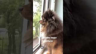 Я так зол на тебя #love #шпиц #funny #pets