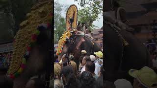 #thrissurpooram #thrissur #aanakeralam #elephant #aanapremi #aana #pooram #elephantlove