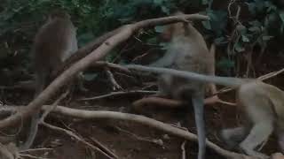 Small monkeys playing on a tree