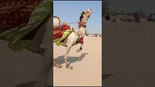 camel Race