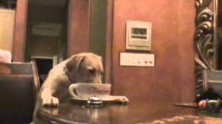 Sandy's Doggy Java Commercial