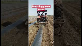 #bananasmartfarming mulching yesee kare #shorts #banana #ytshorts #agriculture #farmers #farming