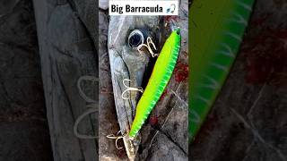 Big Barracuda 🎣🐟 💯💪 #fishing #big #catch #viral #tamil #trending #support #subscribe #shorts