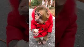 Cutest Monkey in Red dress 💃 #shorts