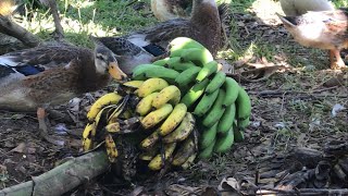 365 working days - finding food for black ducks and beautifying bananas