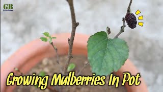 Growing mulberries in pot | Plant mulberry tree in container