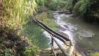 Swimming pool green school bali