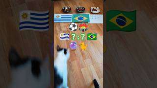 🇺🇾 Uruguay vs Brazil 🇧🇷 who will win? Cat Oracle predicts match result. Copa America 2024