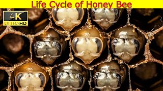 Life Cycle Of Honey Bee