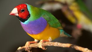 Beautiful Gouldian Finch Bird in Branch | Beautiful Birds