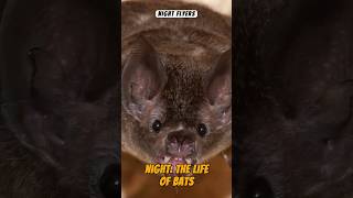 Discover the Enigmatic World of Bats #animals #shorts #wildlife #nature #animalfacts #naturelovers