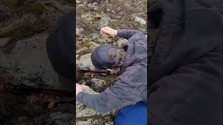 Giant Rock Crab during lowest tide in over a decade