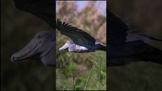 Shoebill Stork | A Living Dinosaur of the Wetlands