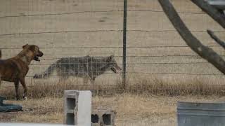 Coyote / Sweet morning visitor