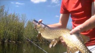 Mississippi River Pike Beatdown Non-Stop Action - May 2015