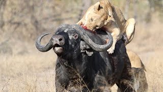 3 Lions Bring down Buffalo in Episode Battle