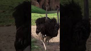 Ostriches The Fastest Birds on Land  #animals #creaturesfacts #dogbreed