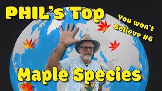 Prolific Maple Collector Phil Talks about his favorite Maple Species