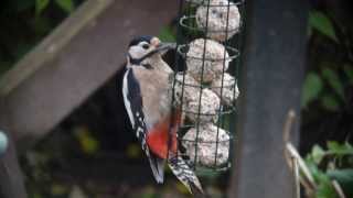 Great Spotted Woodpecker in my garden #1