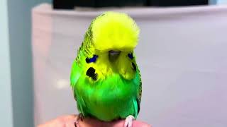 My Show Quality English Budgie !