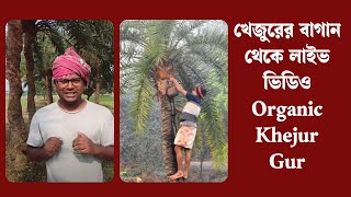 খেজুরের বাগান থেকে লাইভ ভিডিও | Organic Khejur Gur