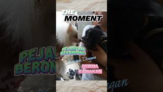 Ketika Pejantan Berondong Ketemu dengan Betina Kawakan | Auto Nyosor! #pets #dogs #funny #happy #pom