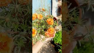 Portulaca...#portulacaflower #flowers #shorts #trending #trendingshorts #viral