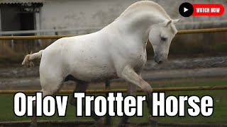 Orlov Trotter  Adorable Horse #secretanimals @secret_animals