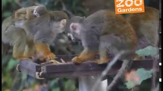 New baby squirrel monkey!