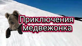 Приключения медвежонка #ЛАРАзвезДА