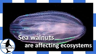 Invasive marine animal depletes ecosystems… and eats its young! Sea Walnut (Mnemiopsis leidyi)