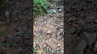 Forest 🏞️🥰#nature #forest #jungle #adventure #waterfall #nadiya #jarba #photography #maharashtra