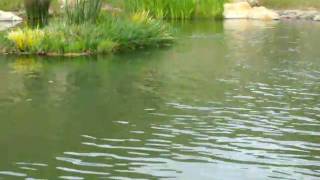 Large Pond with floating islands