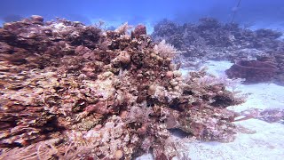 Scuba Diving "Stingray Alley" in Roatán, Honduras in 4K! November 2022