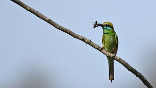 Asian Bee Eater having morning breakfast with Relaxing Music