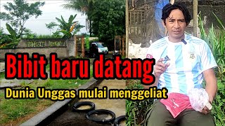 Bibit baru datang Dunia unggas mulai menggeliat