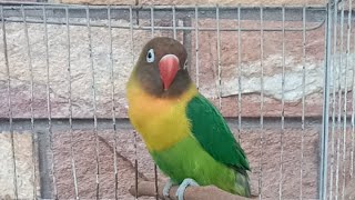 Green parrot, green Personata, in a cage relaxing sounds, green a little black mask parrot live