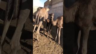 Camel🐫🐫 #camel #youtubeshorts #youtubeshorts #ytshorts #youtube #shorts