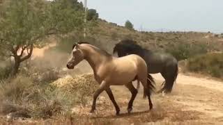 Cute And funny horse Videos Compilation cute moment and Soo Cute! #2