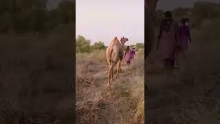 #camel #beautiful #viral