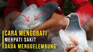 MENGOBATI MERPATI SAKIT DADA MENGGELEMBUNG - REPTURED AIR SACS